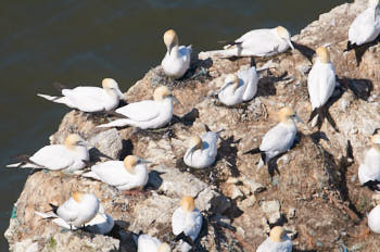 Oiseaux de mer<br>NIKON D300S, 700 mm, 560 ISO,  1/2500 sec,  f : 8 